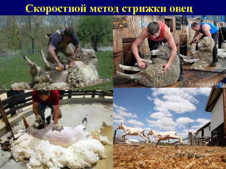 Скоростной метод стрижки овец 