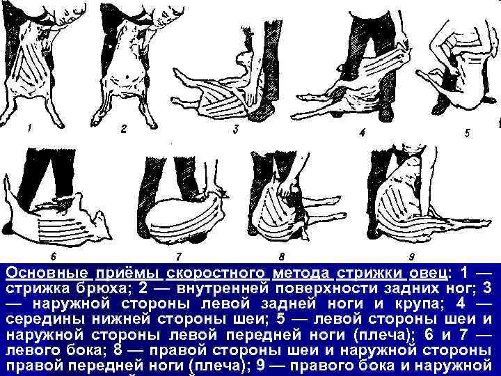 Основные приёмы скоростного метода стрижки овец: 1 — стрижка брюха; 2 — внутренней поверхности