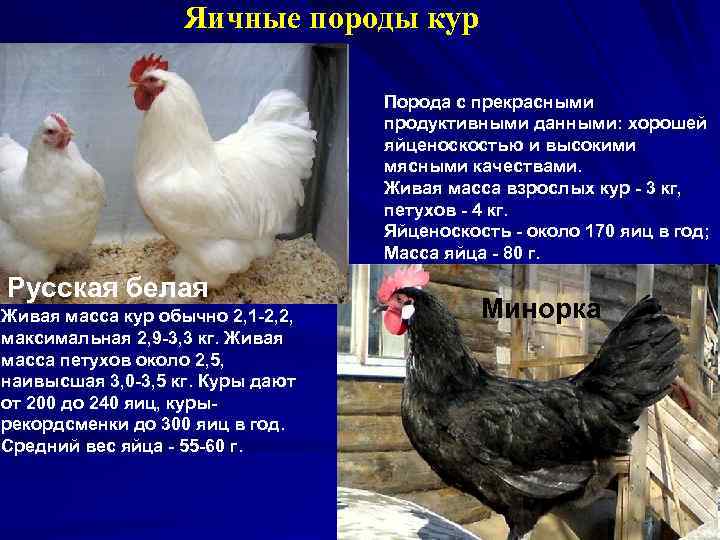 Яичные породы кур Порода с прекрасными продуктивными данными: хорошей яйценоскостью и высокими мясными качествами.
