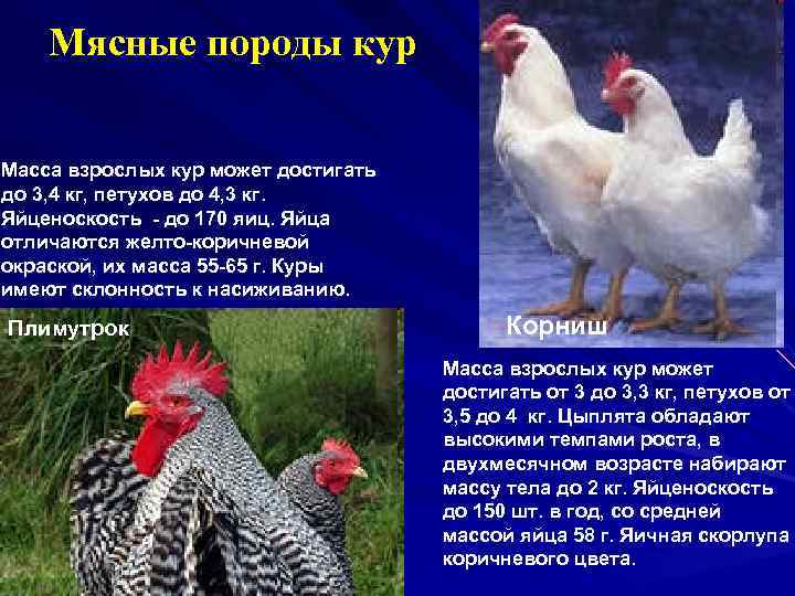Мясные породы кур Масса взрослых кур может достигать до 3, 4 кг, петухов до