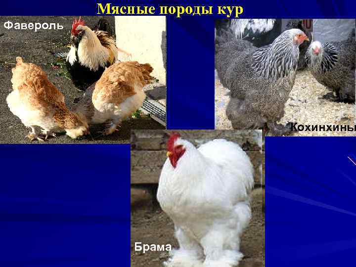 Мясные породы кур Фавероль Кохинхины Брама Плимутрок 