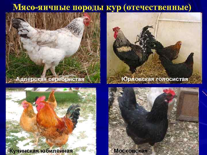 Мясо-яичные породы кур (отечественные) Адлерская серебристая Юрловская голосистая Леггорн Кучинская юбилейная Московская 