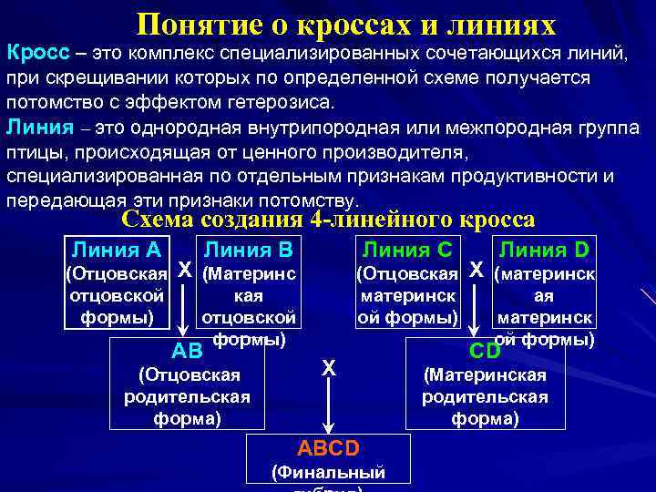 Понятие о кроссах и линиях Кросс – это комплекс специализированных сочетающихся линий, при скрещивании