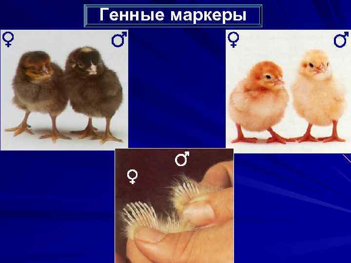 Генные маркеры 