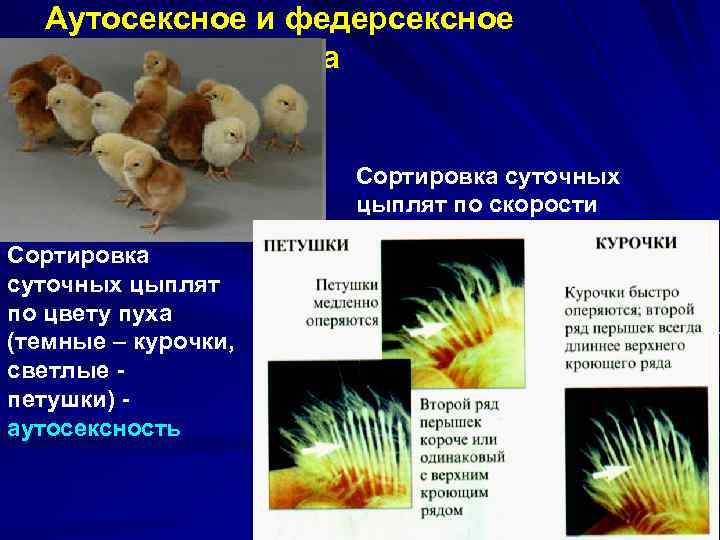 Аутосексное и федерсексное определение пола Сортировка суточных цыплят по цвету пуха (темные – курочки,