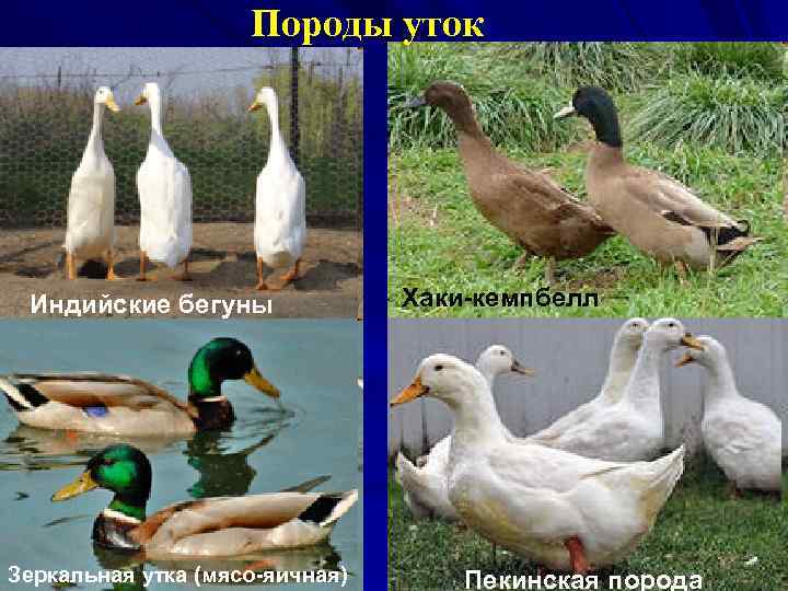 Породы уток Индийские бегуны Зеркальная утка (мясо яичная) Хаки кемпбелл Пекинская порода 