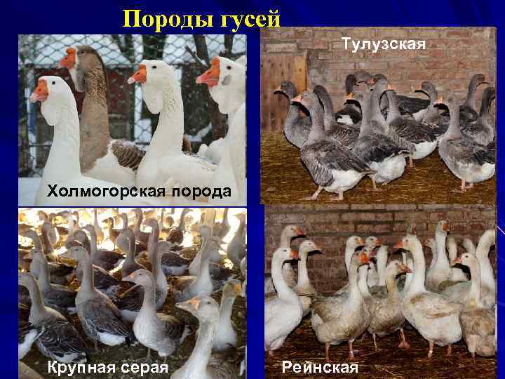 Породы гусей Тулузская Холмогорская порода Крупная серая Рейнская 