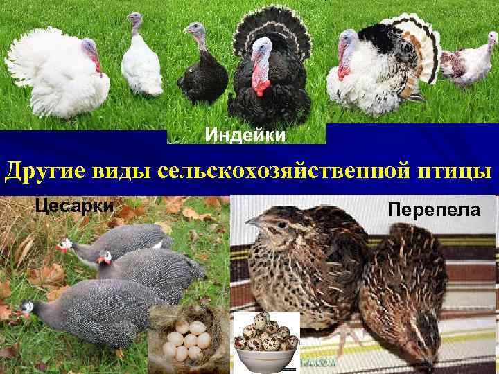 Индейки Другие виды сельскохозяйственной птицы Цесарки Перепела 