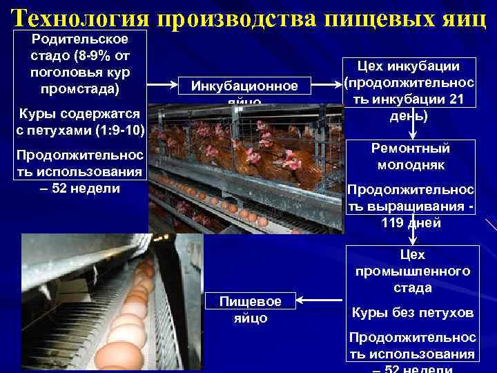 Технология производства 9 класс