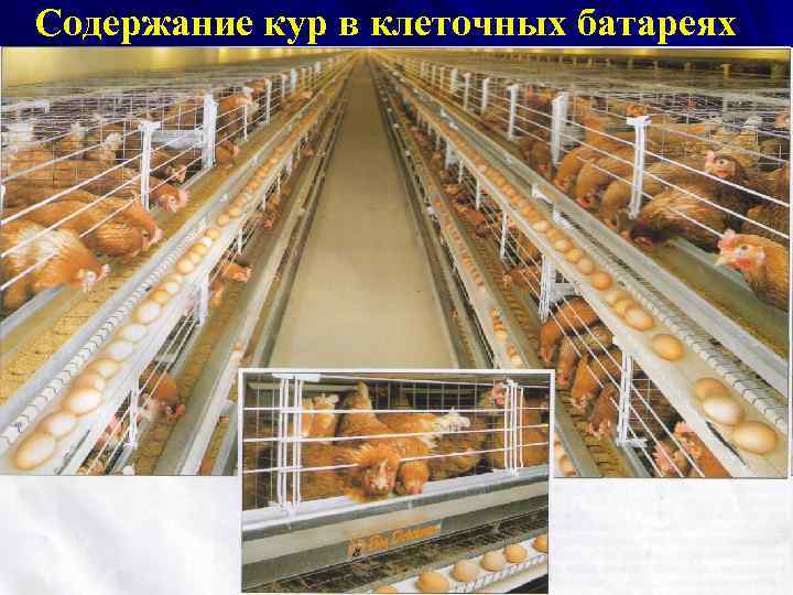 Содержание кур в клеточных батареях 