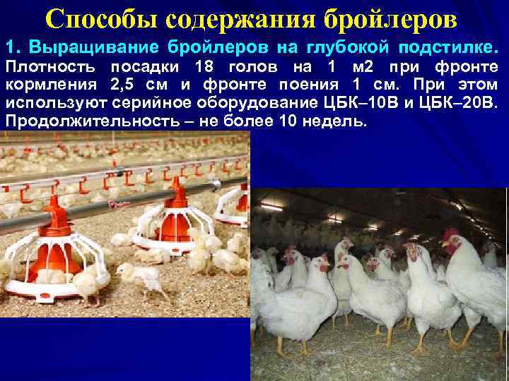 Способы содержания бройлеров 1. Выращивание бройлеров на глубокой подстилке. Плотность посадки 18 голов на
