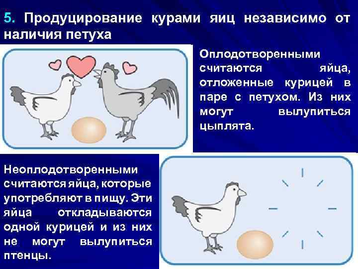 5. Продуцирование курами яиц независимо от наличия петуха Оплодотворенными считаются яйца, отложенные курицей в