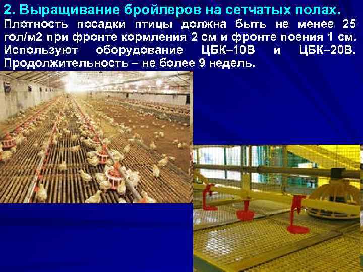 2. Выращивание бройлеров на сетчатых полах. Плотность посадки птицы должна быть не менее 25