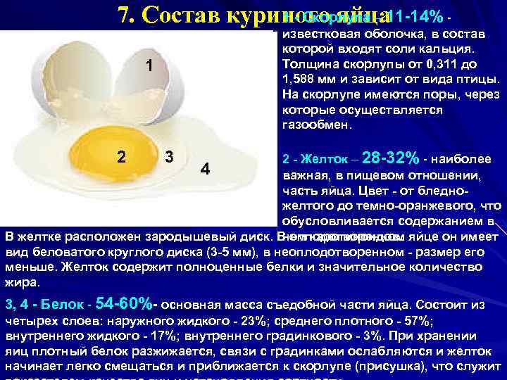 1 Скорлупа – 11 14% - 7. Состав куриного яйца известковая оболочка, в состав