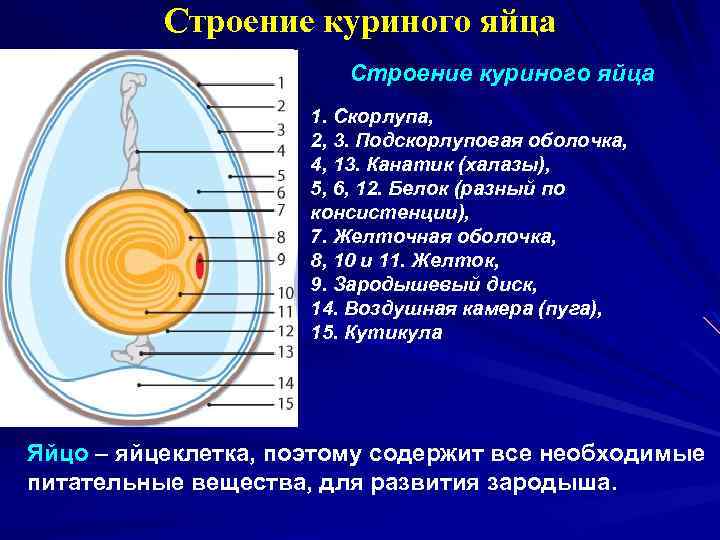 Строение куриного яйца 1. Скорлупа, 2, 3. Подскорлуповая оболочка, 4, 13. Канатик (халазы), 5,