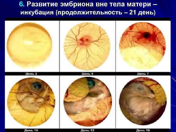 6. Развитие эмбриона вне тела матери – инкубация (продолжительность – 21 день) 