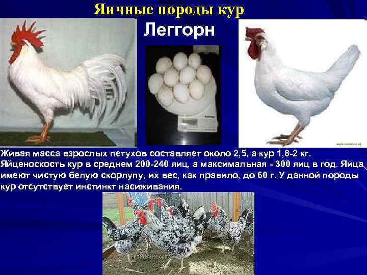 Яичные породы кур Леггорн Живая масса взрослых петухов составляет около 2, 5, а кур