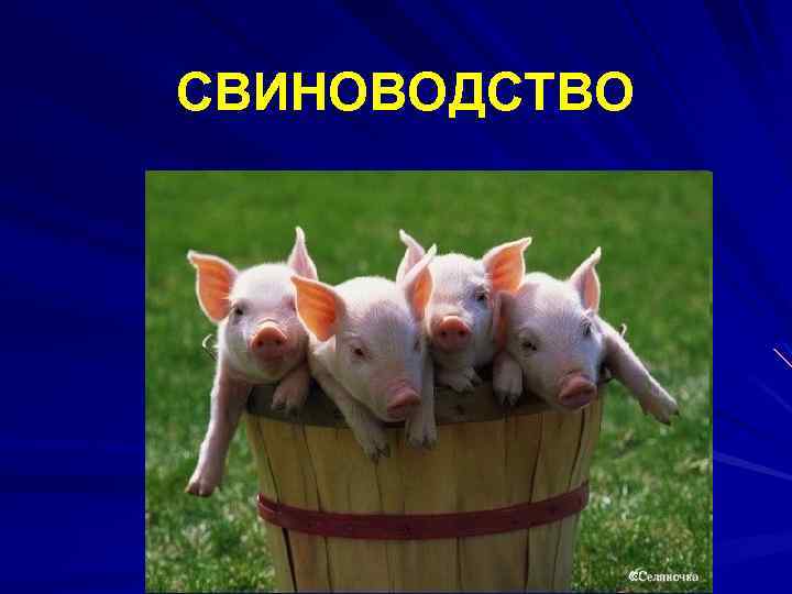СВИНОВОДСТВО 