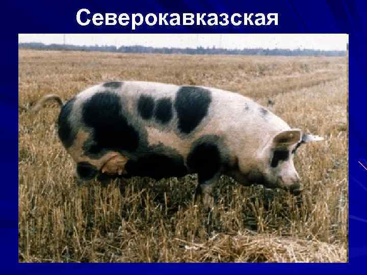 Северокавказская 