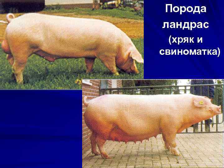 Порода ландрас (хряк и свиноматка) 