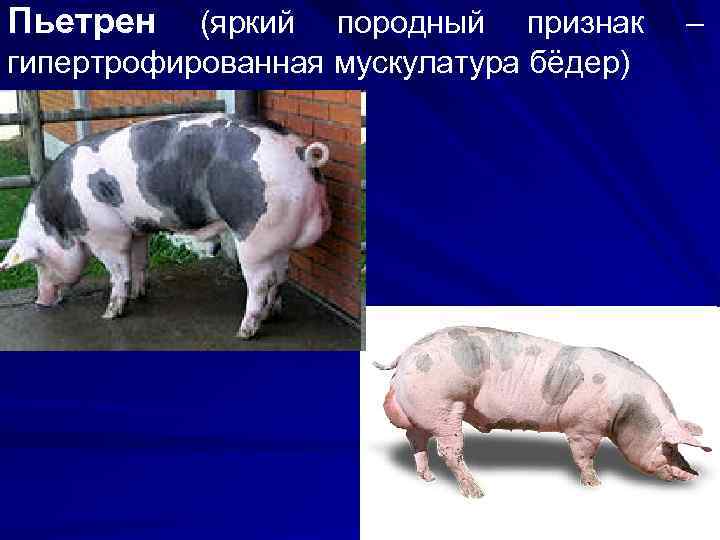 Пьетрен (яркий породный признак гипертрофированная мускулатура бёдер) – 