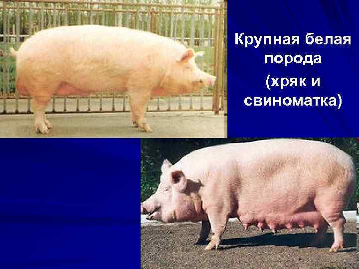 Крупная белая порода (хряк и свиноматка) 