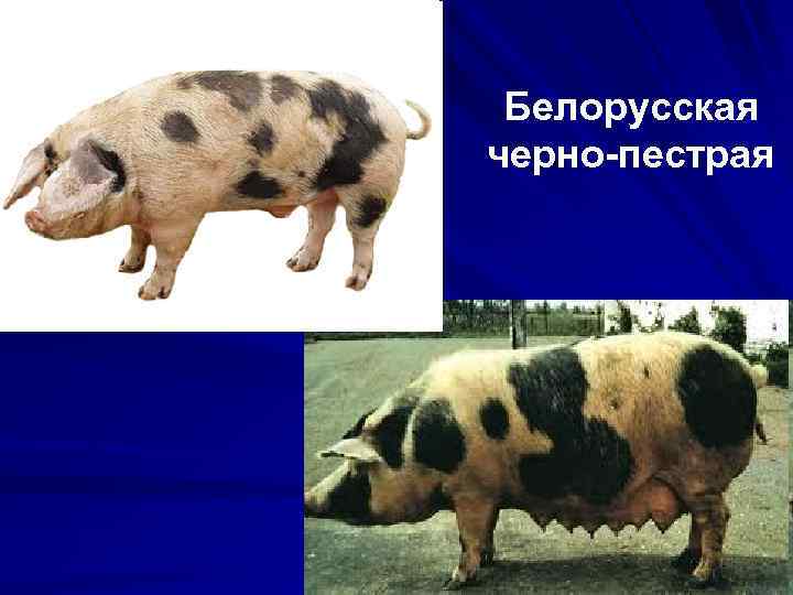 Белорусская черно-пестрая 