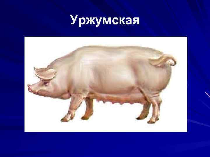 Уржумская 