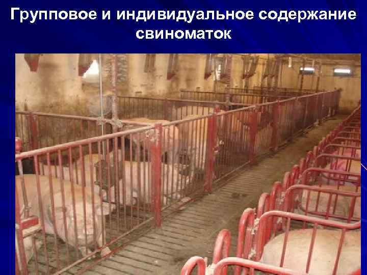 Групповое и индивидуальное содержание свиноматок 