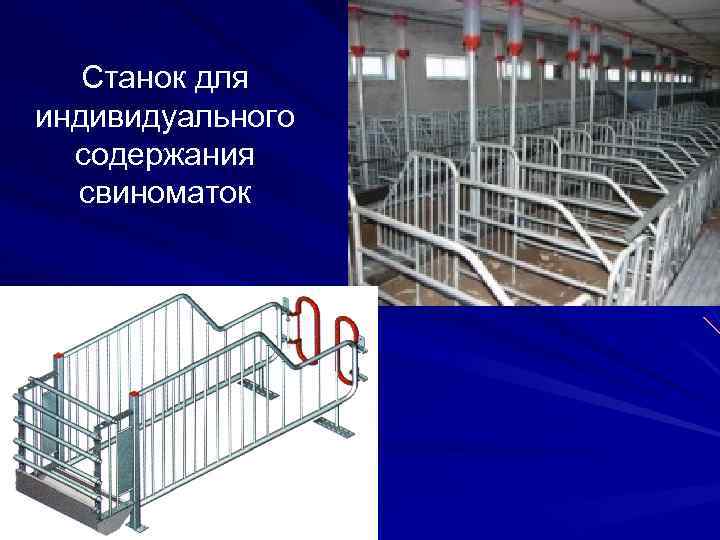 Станок для индивидуального содержания свиноматок 