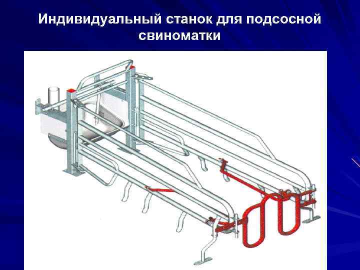 Индивидуальный станок для подсосной свиноматки 