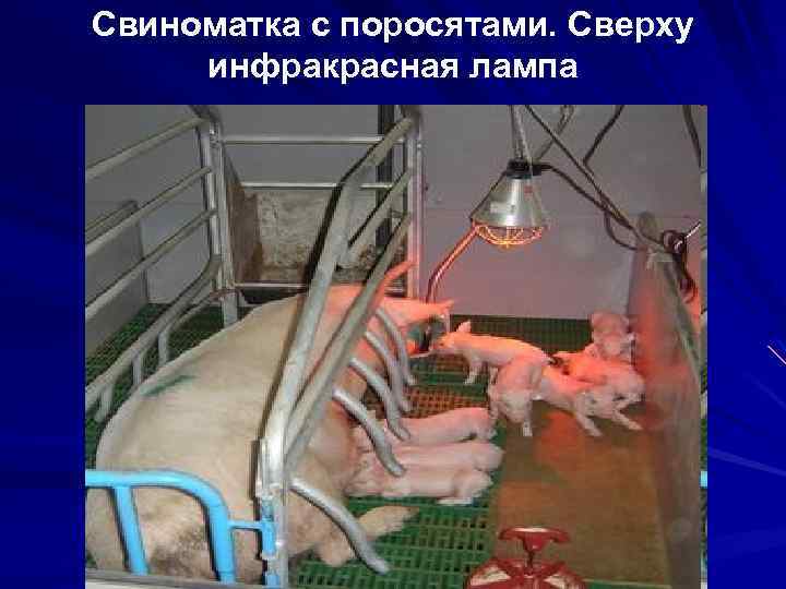 Свиноматка с поросятами. Сверху инфракрасная лампа 