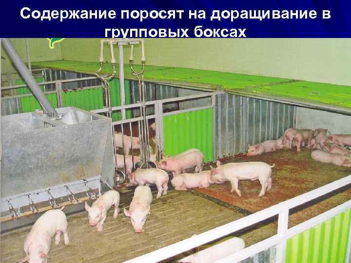 Содержание поросят на доращивание в групповых боксах 