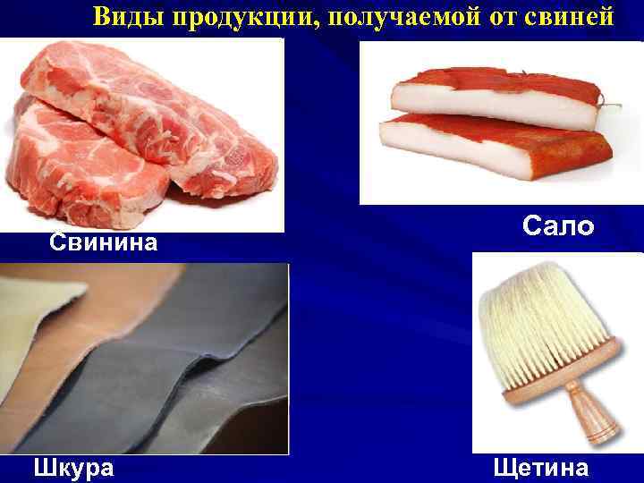 Виды продукции, получаемой от свиней Свинина Шкура Сало Щетина 