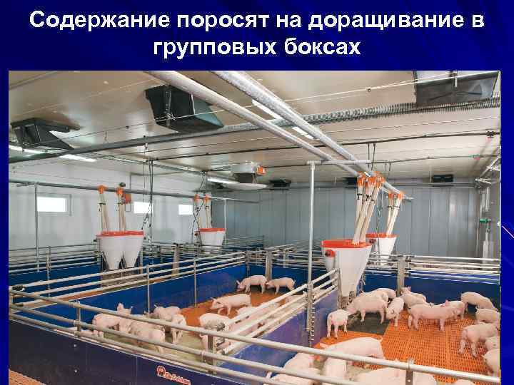 Содержание поросят на доращивание в групповых боксах 