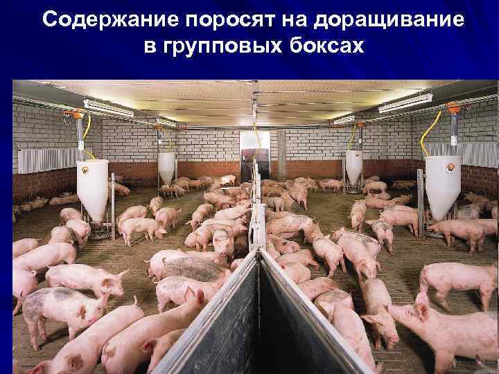 Содержание поросят на доращивание в групповых боксах 