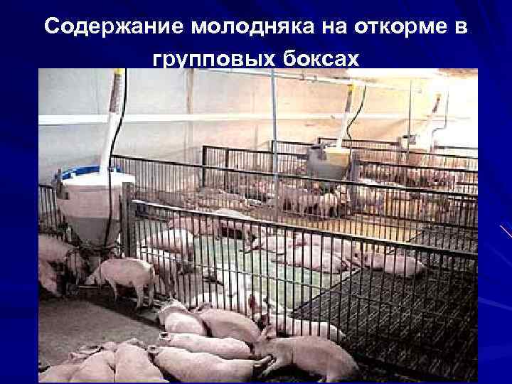 Содержание молодняка на откорме в групповых боксах 