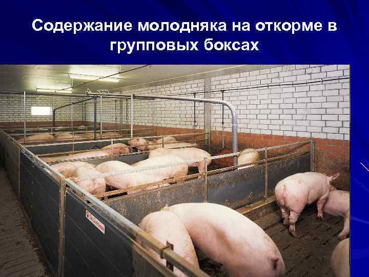 Содержание молодняка на откорме в групповых боксах 