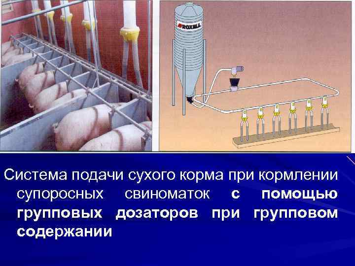 Система подачи сухого корма при кормлении супоросных свиноматок с помощью групповых дозаторов при групповом