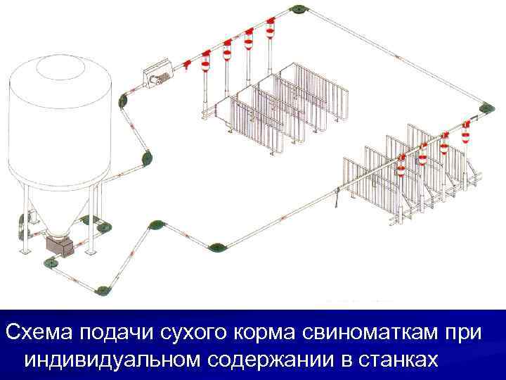 Схема подачи сухого корма свиноматкам при индивидуальном содержании в станках 