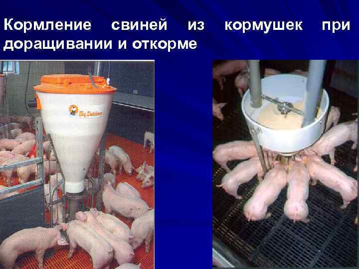 Кормление свиней из доращивании и откорме кормушек при 