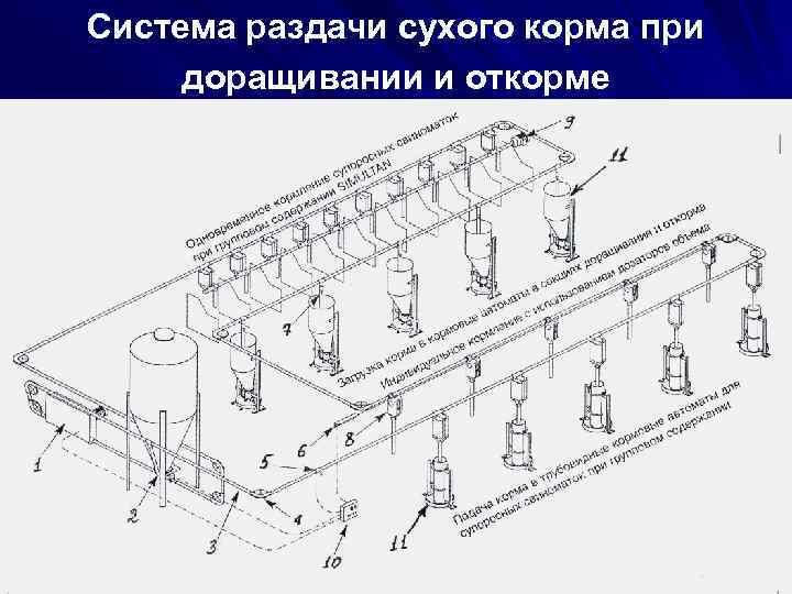 Система раздачи сухого корма при доращивании и откорме 