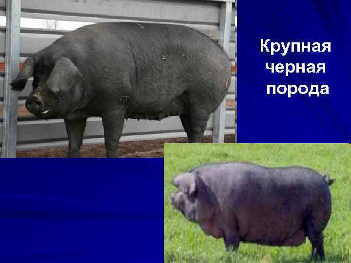 Крупная черная порода 
