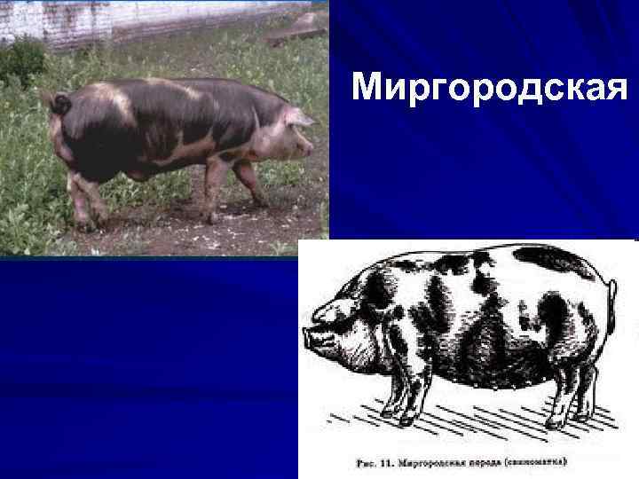 Миргородская 