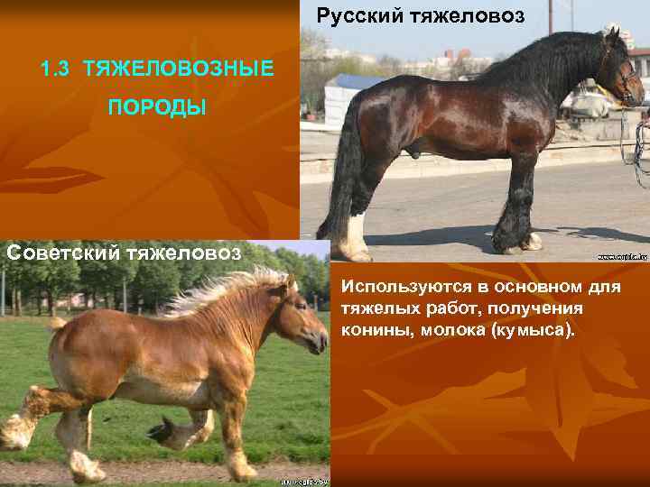 Русский тяжеловоз 1. 3 ТЯЖЕЛОВОЗНЫЕ ПОРОДЫ Советский тяжеловоз Используются в основном для тяжелых работ,