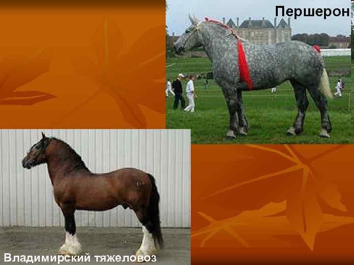 Першерон Владимирский тяжеловоз 