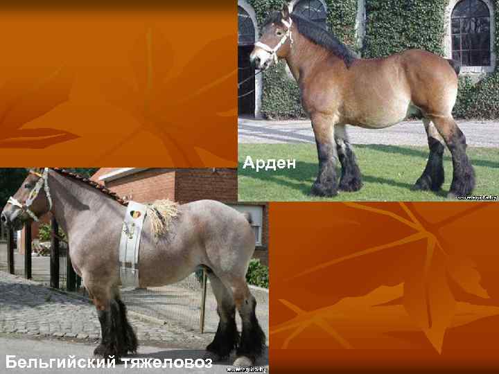 Арден Бельгийский тяжеловоз 