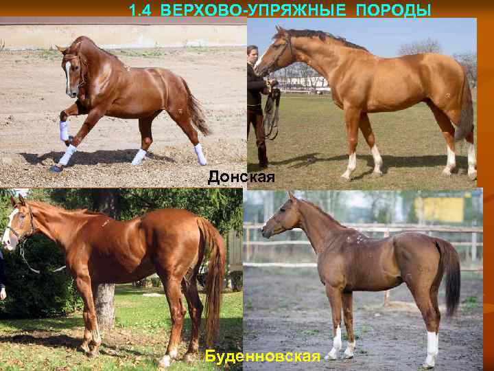 1. 4 ВЕРХОВО-УПРЯЖНЫЕ ПОРОДЫ (переходные) Донская Буденновская 