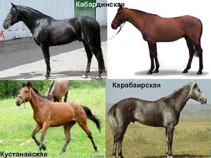 Кустанайская Кабардинская Карабаирская 