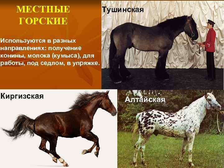 МЕСТНЫЕ ГОРСКИЕ Тушинская Используются в разных направлениях: получение конины, молока (кумыса), для работы, под